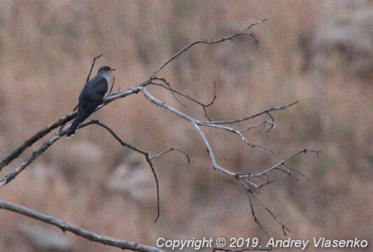 Image of Madagascar Cuckoo