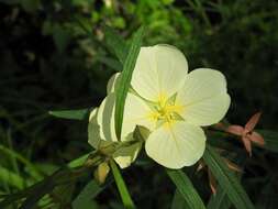 Imagem de Ludwigia major (Micheli) T. P. Ramamoorthy