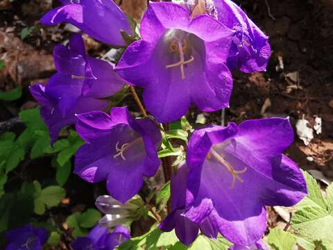 Image of Canterbury Bells