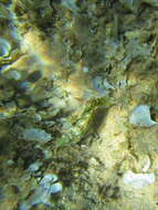 Image of Clouded rainbow fish