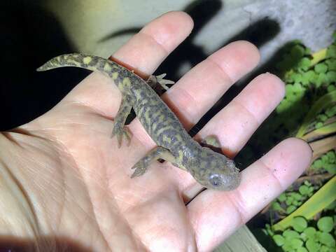 Image of Ambystoma mavortium melanostictum (Baird 1860)