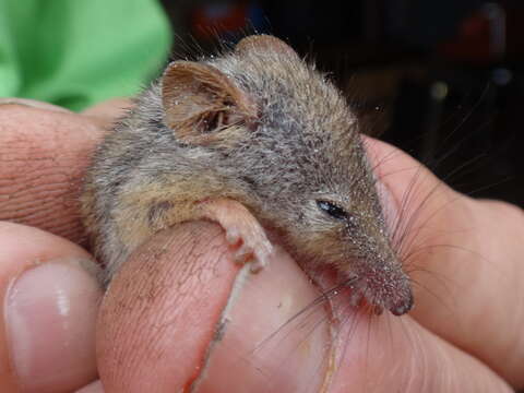 Image of honey possum