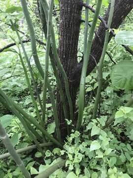 Sivun Euphorbia bracteata Jacq. kuva