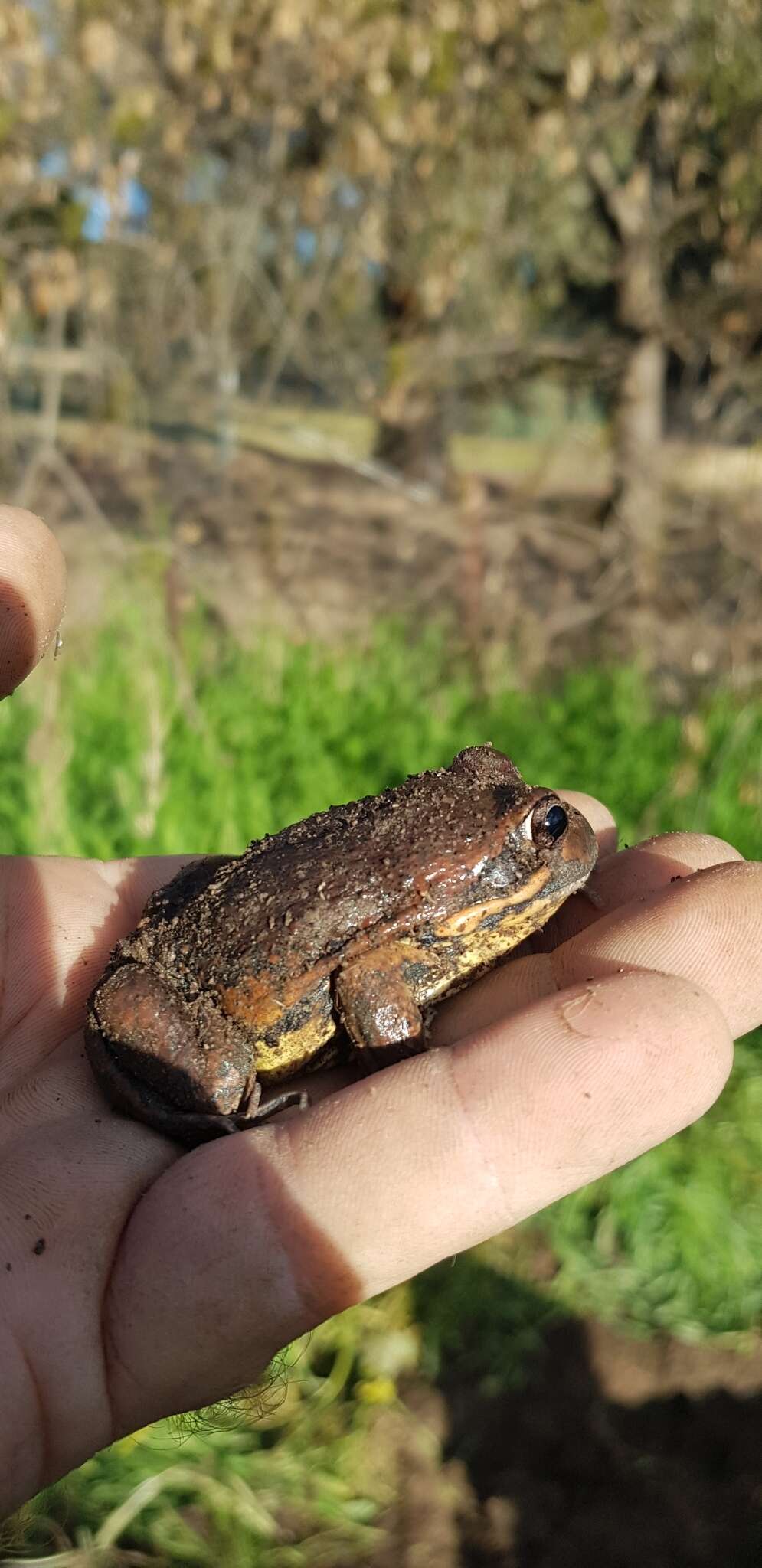 Image of Giant Banjo Frog