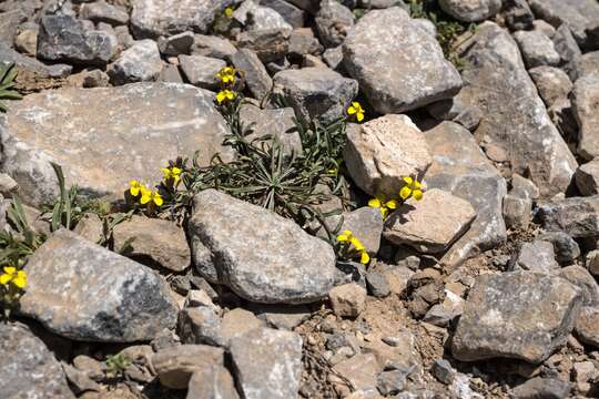 Image of Erysimum mutabile Boiss. & Heldr.