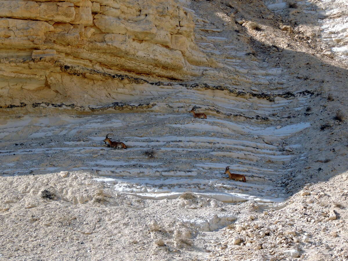 Image of Nubian Ibex