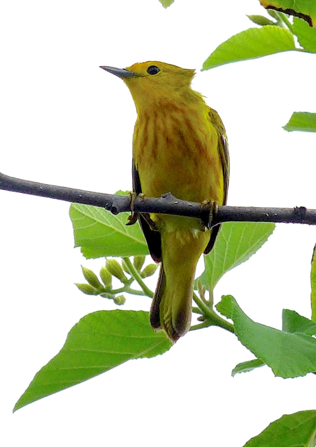 Imagem de Setophaga petechia aureola (Gould 1839)