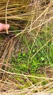 Image de Myosotis tenericaulis Petrie.