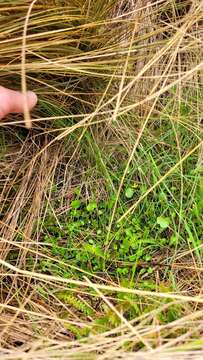 Image de Myosotis tenericaulis Petrie.