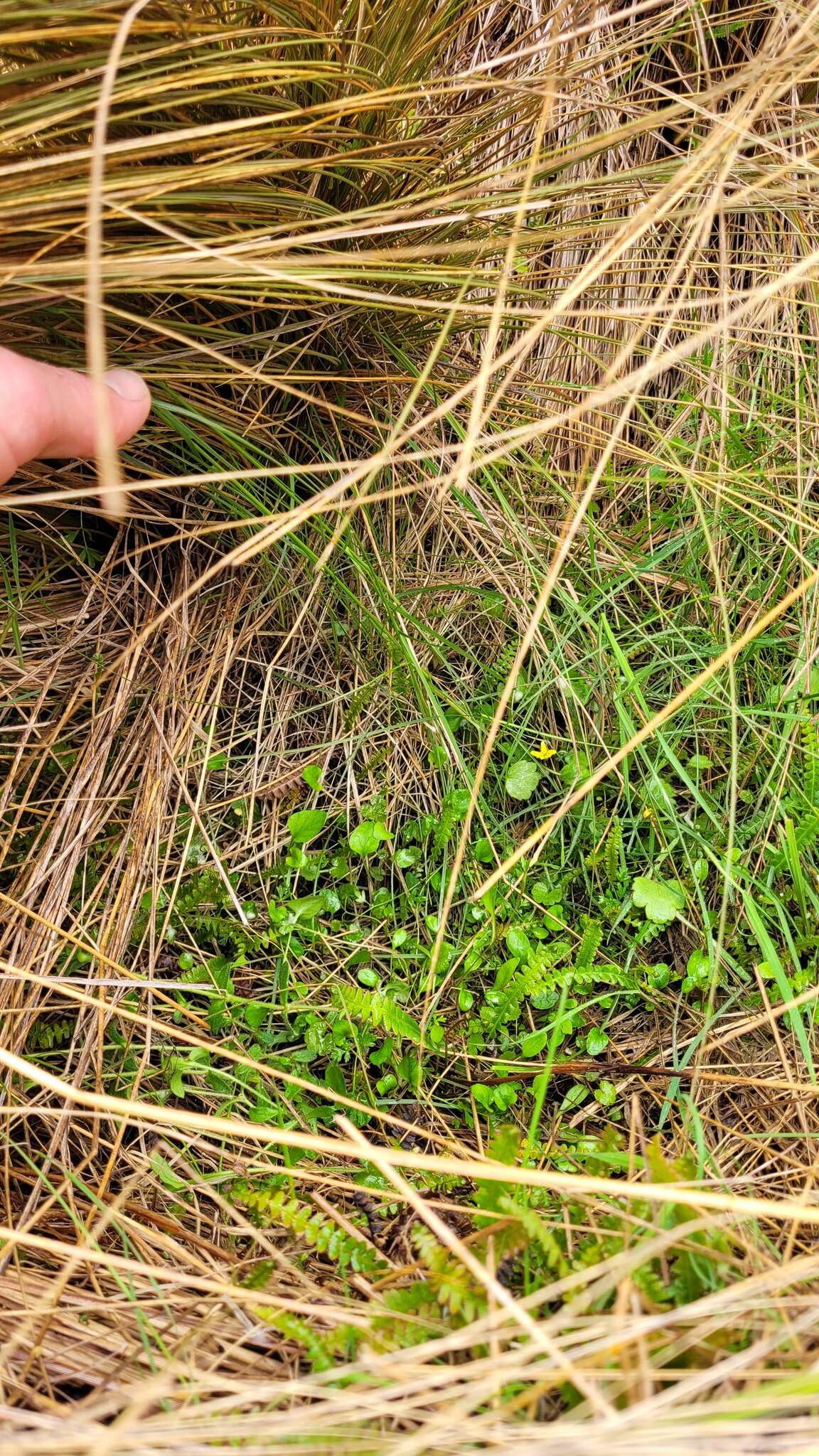 Image of Myosotis tenericaulis Petrie.