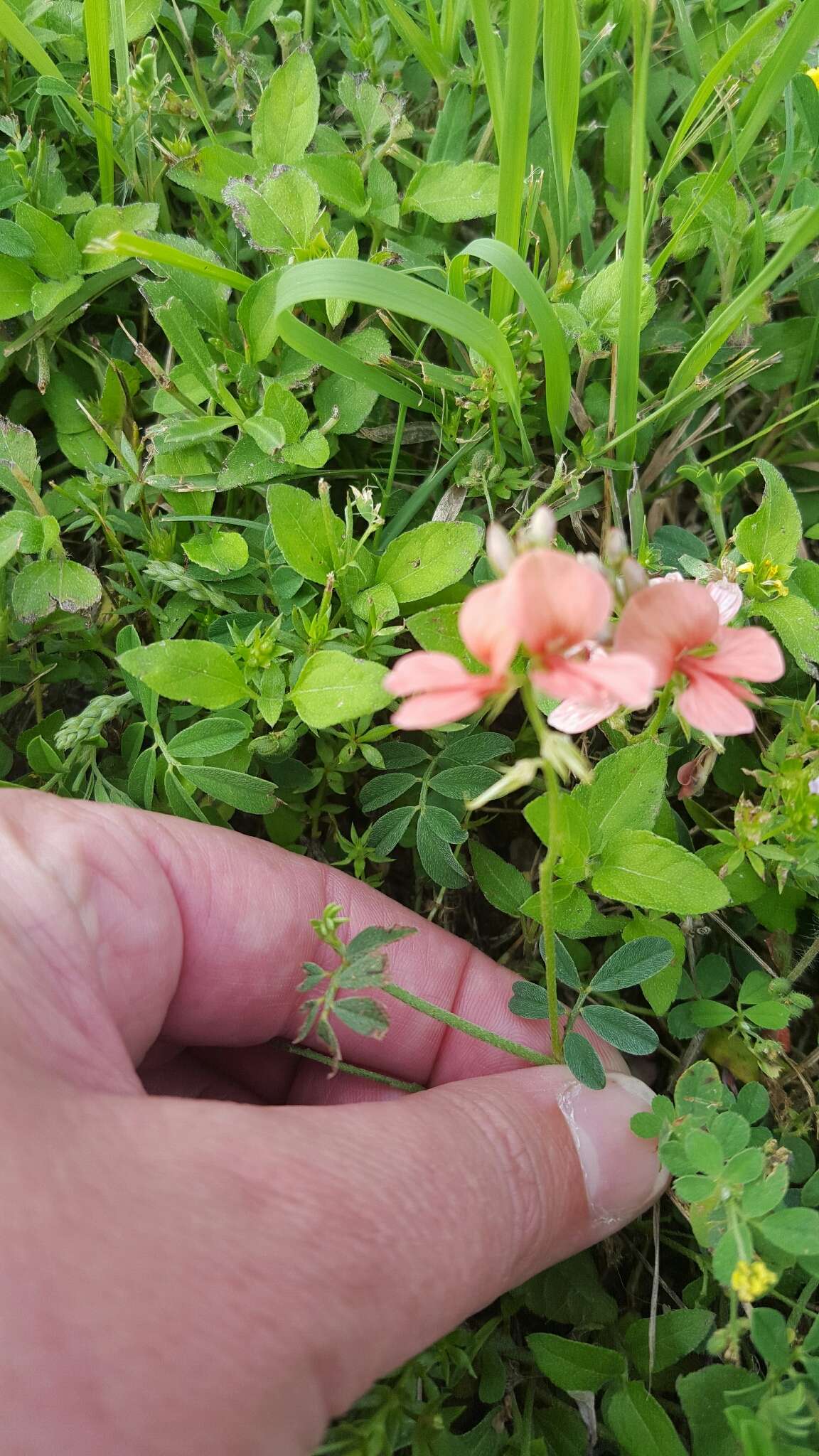 Imagem de Indigofera miniata Ortega