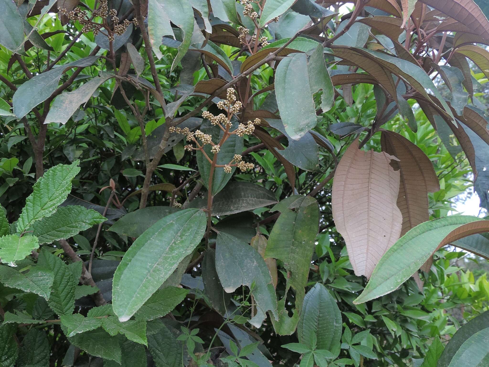 Image de Miconia cinerascens Miq.