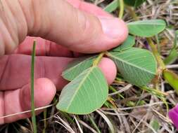 Image of Edwards Plateau hoarypea