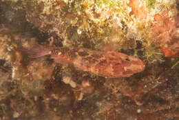 Image of Longfin perchlet