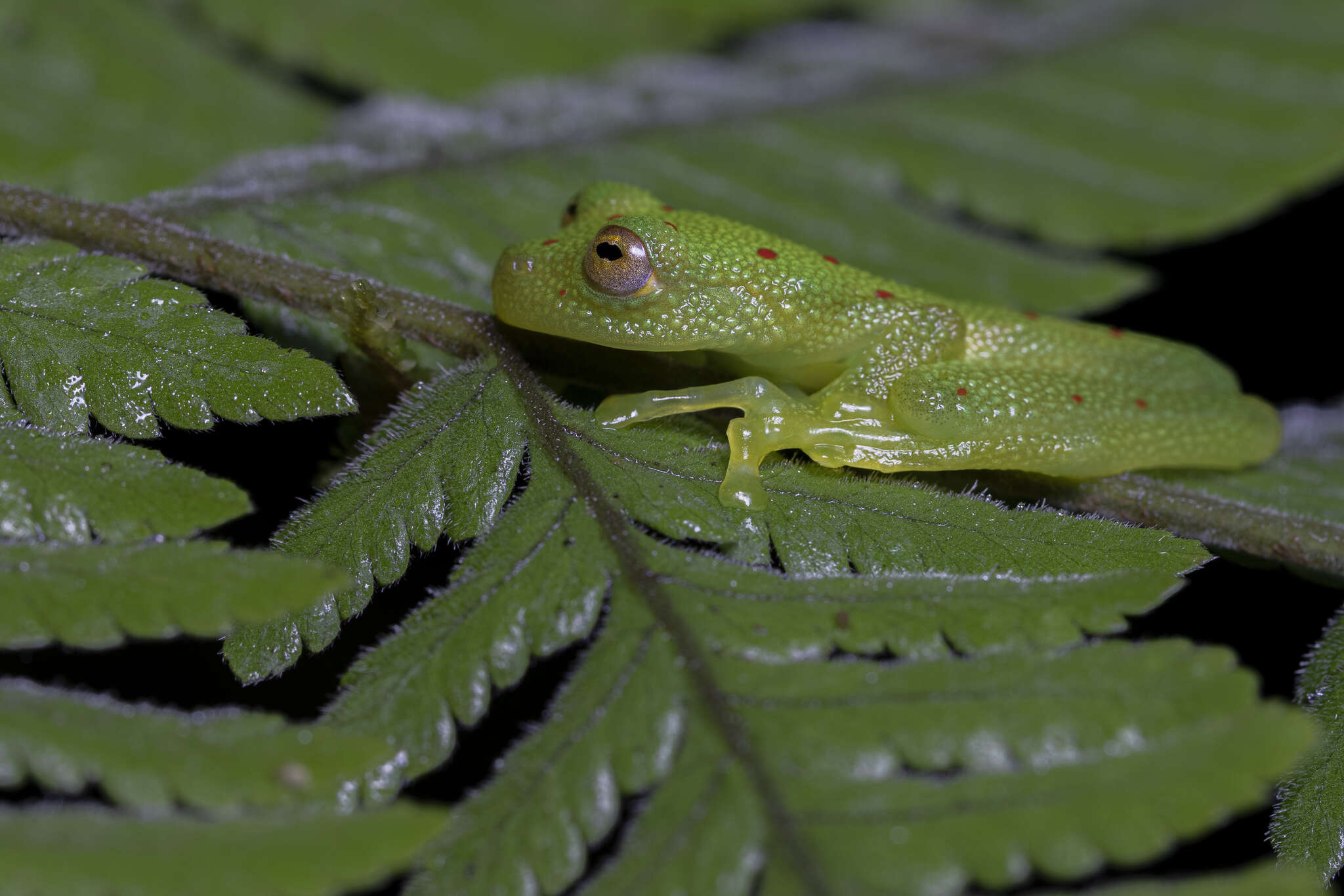 Image of Nymphargus grandisonae (Cochran & Goin 1970)