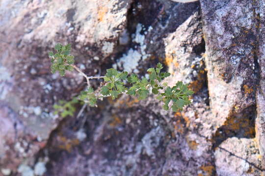 Image of Pleurocoronis laphamioides (Rose) R. King & H. Rob.