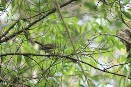 Image of Gray-capped Tyrannulet