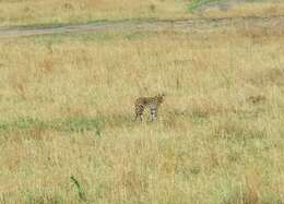 صورة Leptailurus serval lipostictus (Pocock 1907)