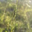 Image of Georgia milkwort