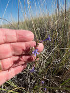 Image of manyflowered ipomopsis