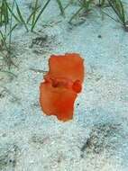 Image of bat-wing sea-slug