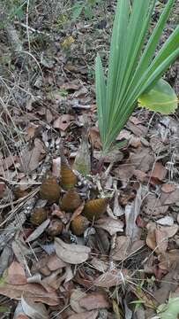 Image of Cyrtopodium eugenii Rchb. fil. & Warm.