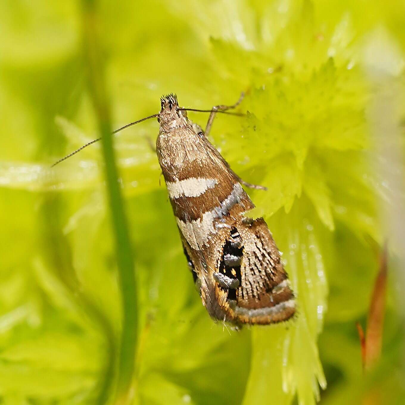 Image of Glyphipterix polychroa Lower 1897