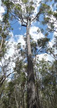 Image of northern gray ironbark