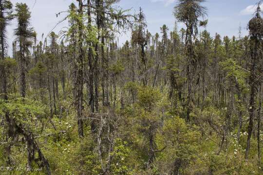 Image of Black Spruce