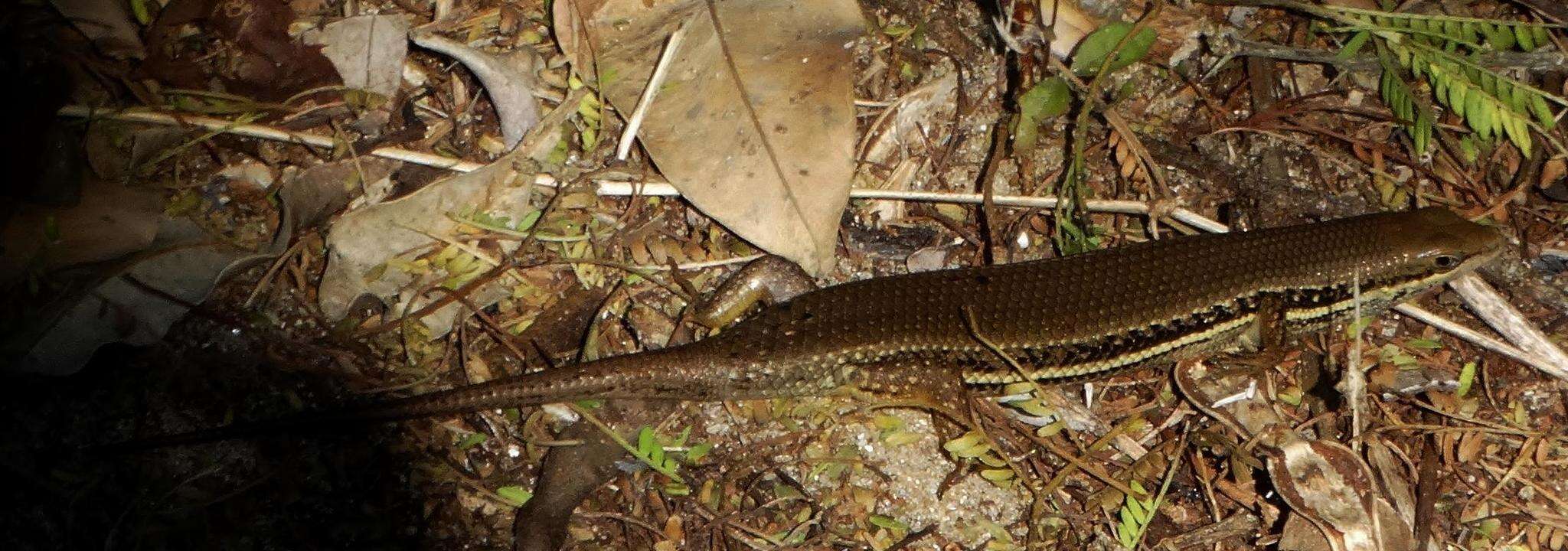 Image de Trachylepis depressa (Peters 1854)