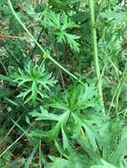 Image of musk mallow