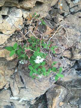 Image of fivepetal cliffbush