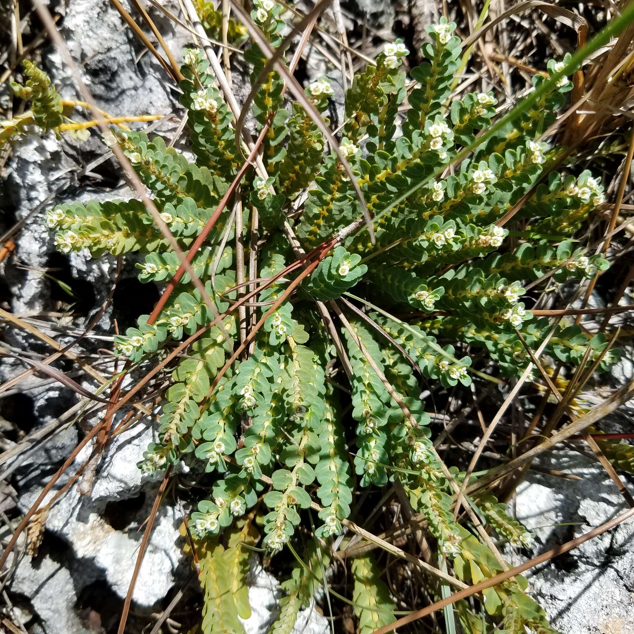 Euphorbia pergamena Small resmi