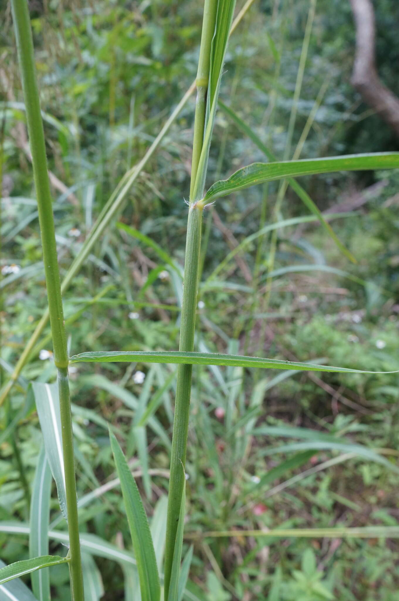 Image of Spodiopogon cotulifer (Thunb.) Hack.