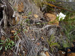 Image of Gentianella stellata Glenny