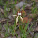 Image of Caladenia leucochila A. P. Br., R. Phillips & G. Brockman