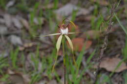 Caladenia leucochila A. P. Br., R. Phillips & G. Brockman的圖片