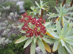 Euphorbia atropurpurea Brouss. ex Willd. resmi