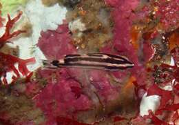 Image of Harlequin wrasse