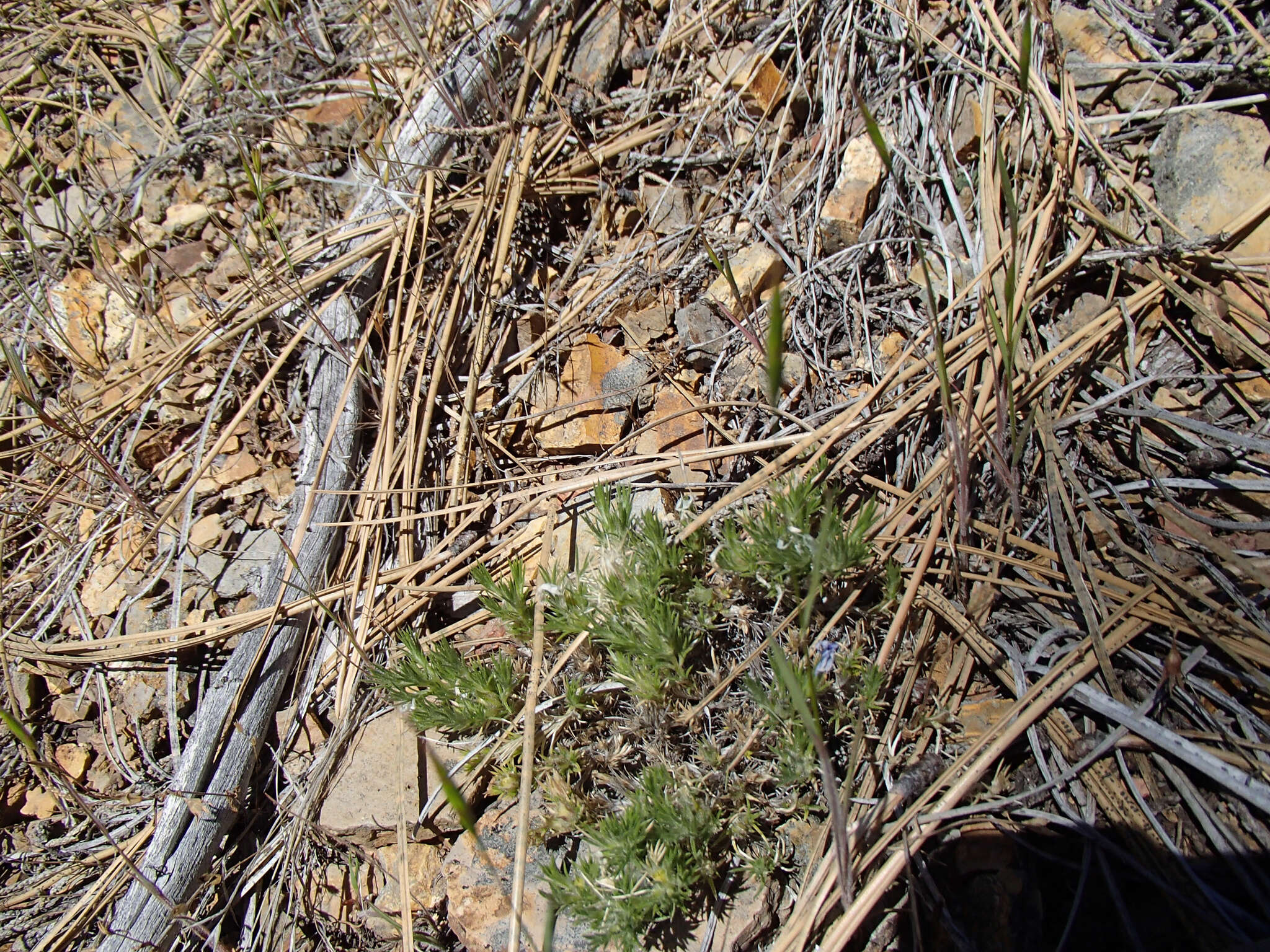 Image of Phlox caespitosa subsp. caespitosa