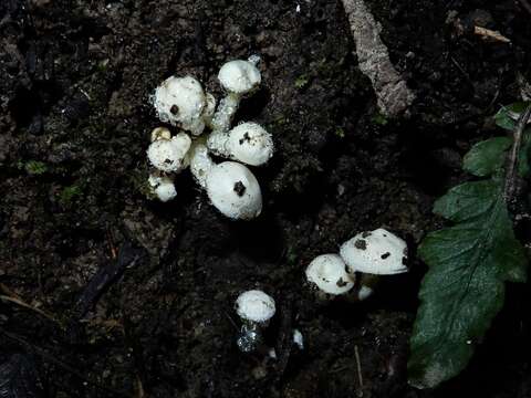 Image of Hygrophorus involutus G. Stev. 1963