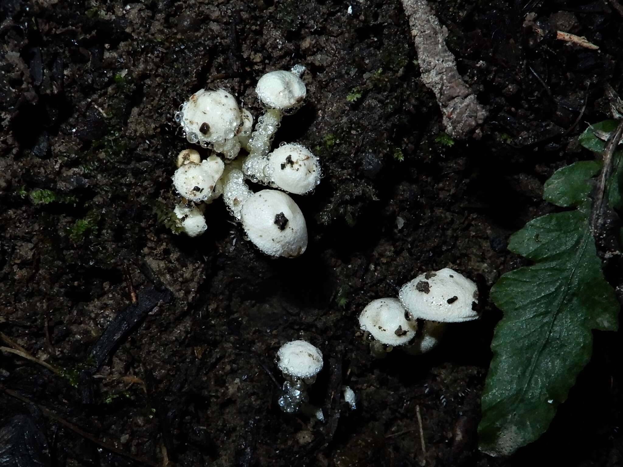 Слика од Hygrophorus involutus G. Stev. 1963