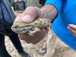 Image of Bell's anole