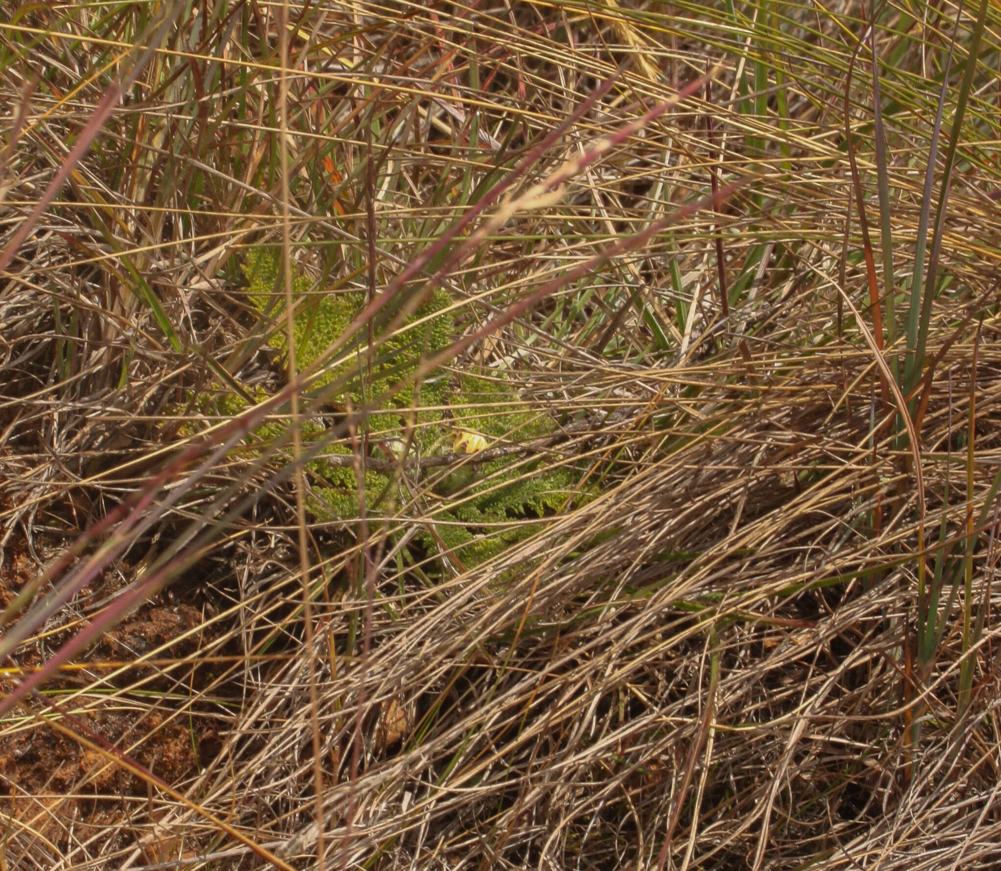 Image of Paranephelius bullatus A. Gray ex Wedd.