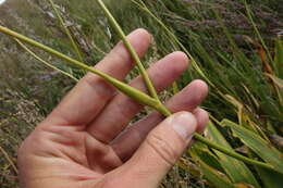 Image of Iris dichotoma Pall.