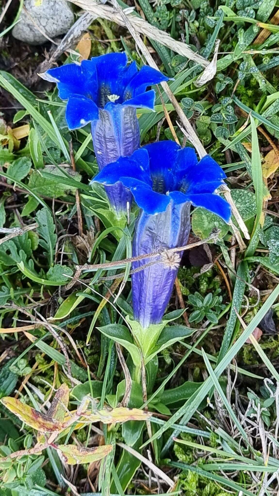 صورة Gentiana angustifolia Vill.