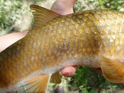 Image of Black Redhorse