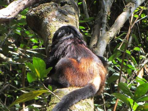 Image de Tamarin lion à croupe dorée