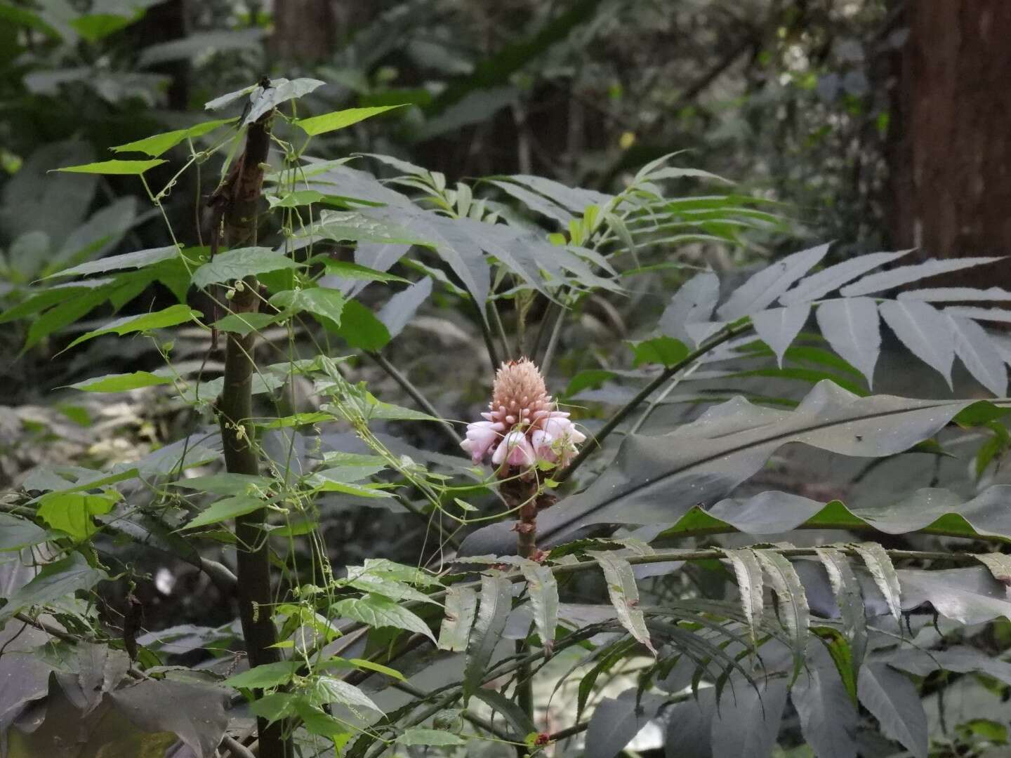 Image of Alpinia sessiliflora Kitam.