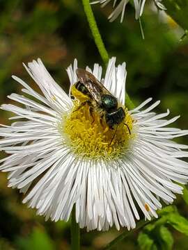 Image of Osmia georgica Cresson 1878